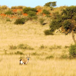 Aroab – Afrikaans MP3