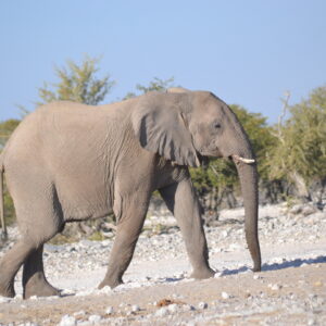 Etosha & Noorde Versameling