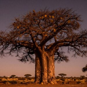Kremetart – Afrikaans MP3