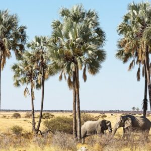Makalani palm – Afrikaans MP3