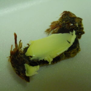 Wildsbiltong en Botter – Afrikaans MP3