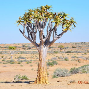 Lied van die Namib – Afrikaans MP3