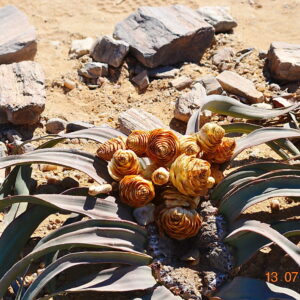 Welwitchia Welwitschia – Afrikaans MP4