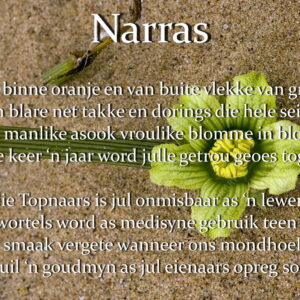 Narra Pitte – Afrikaans MP3